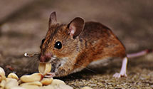 24 Hour & Emergency Exterminators in Selma, AL